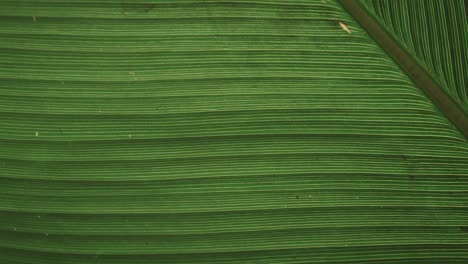 textura de la hoja verde en el bosque de la selva de la isla de bali, vista en movimiento