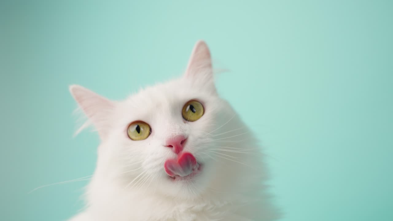White turkish angora cat posing on turquoise background