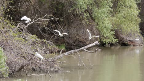 The-tiny-little-white-herons-take-off