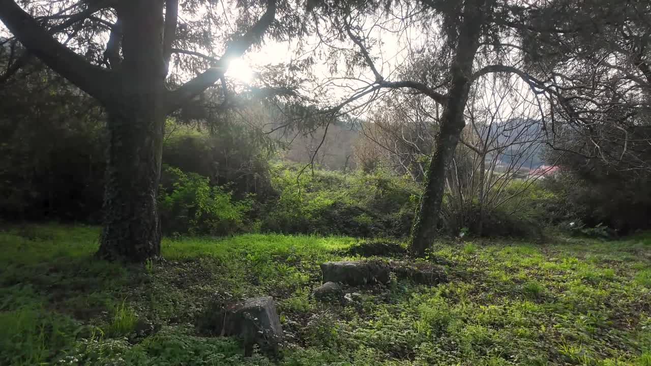 Sunlight Streaming Through Trees in a Forest at the Top of Portugal on a Sunny Day