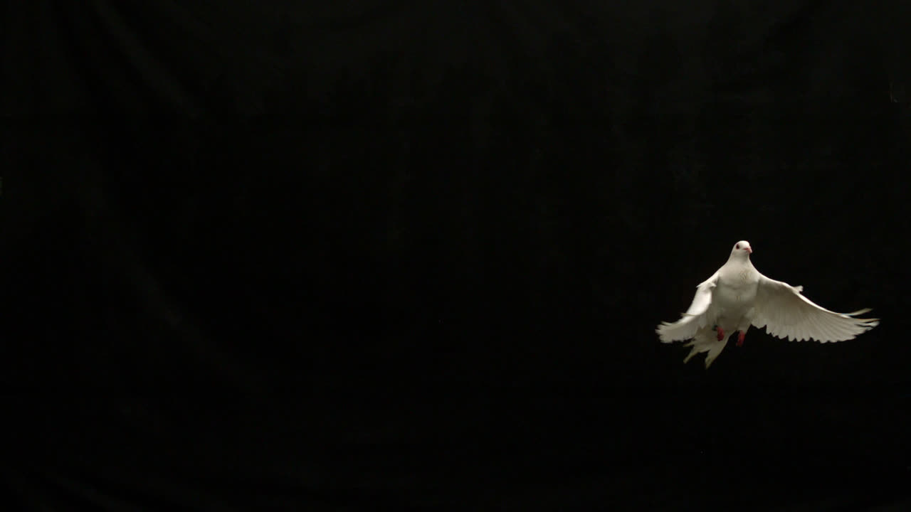 белый голубь мира, летящий на черном фоне