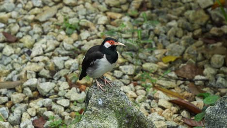 javan pied starling perched on a rock, wondering around the surroundings and chirping in the environment, close up shot of a critically endangered bird species