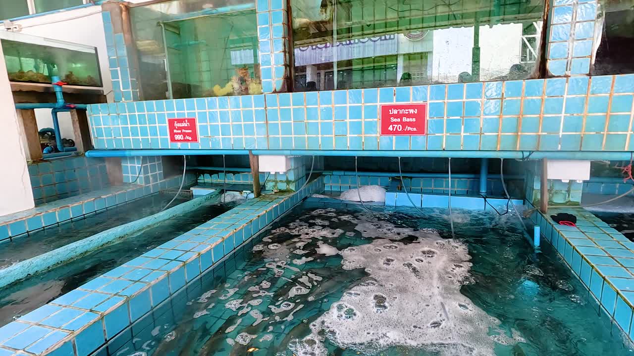 레스토랑 수족관에서 수영하는 바다 바스 (sea bass) 의 수중 영상으로, 통제된 환경에서 그들의 자연스러운 행동을 보여줍니다.