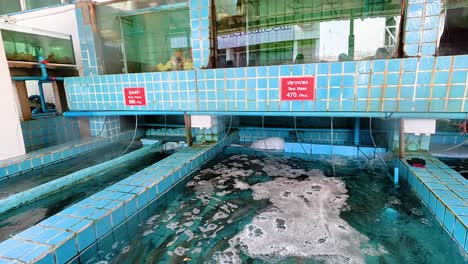 imágenes subacuáticas de lubina nadando en un acuario de restaurante, mostrando su comportamiento natural en un entorno controlado