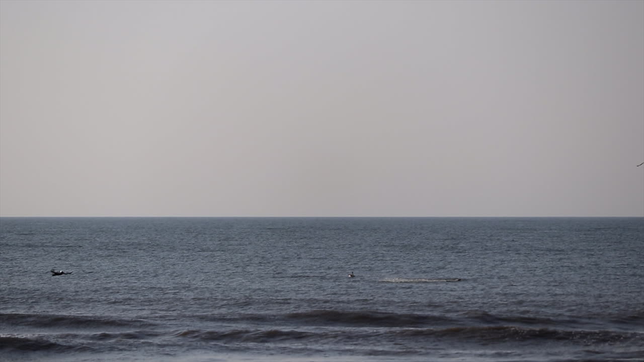 바다로 뛰어드는 새들