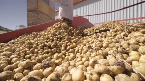 Kartoffeln-Bewegen-Sich-In-Zeitlupe-Auf-Einer-Landwirtschaftlichen-Maschine.