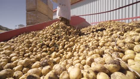 aardappelen die in slow motion op een landbouwmachine bewegen.