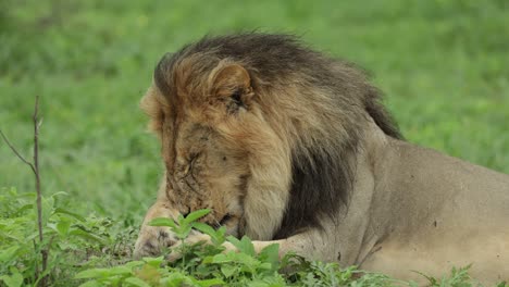 Closeup of a majestic male lion lying in the green grass while licking and grooming his front paw before scratching his head, Savuti Botswana
