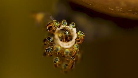 Tetragonisca-angustula-around-nest-entrance,-slow-motion