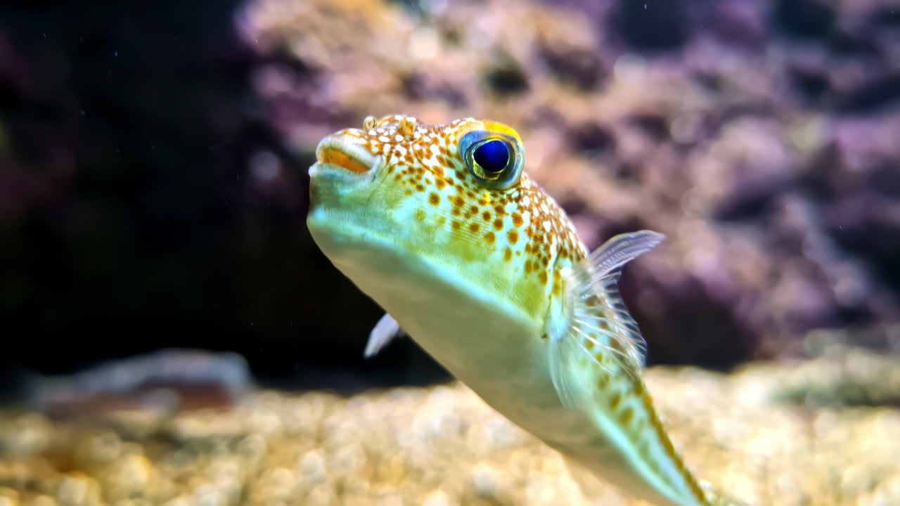 pez globo nadando en el tanque del acuario. toma de primer plano