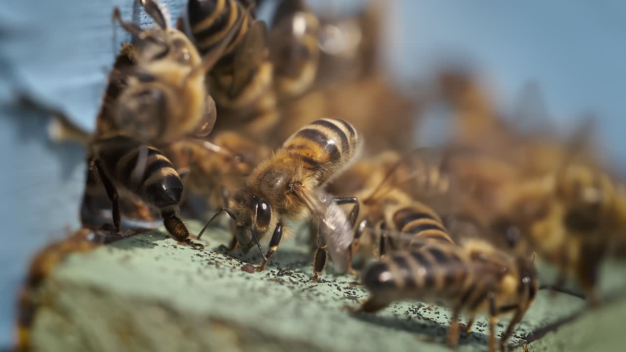 Honey bees cool the hive in hot weather in a super slow motion. Shot on super slow motion camera 1600 fps. Bees are best known to humans for their ecological roles as pollinators