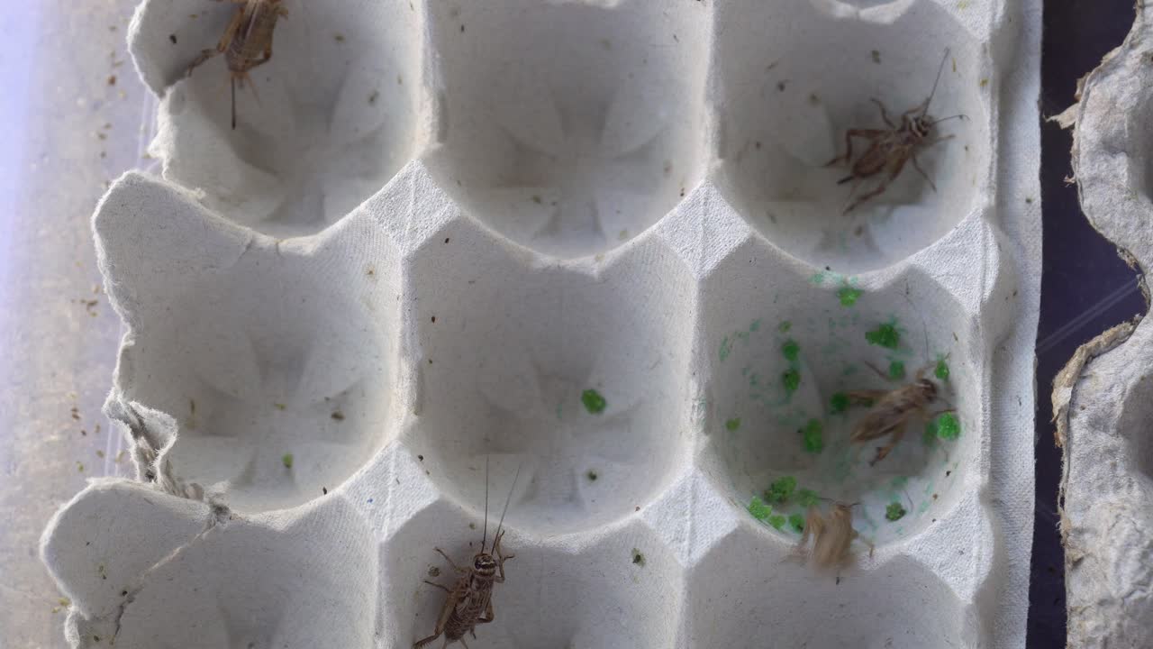 grandes grillos machos y hembras moviéndose