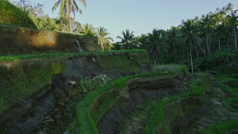 graceful drone gliding near the enchanting rice terraces of tegalalang, bali