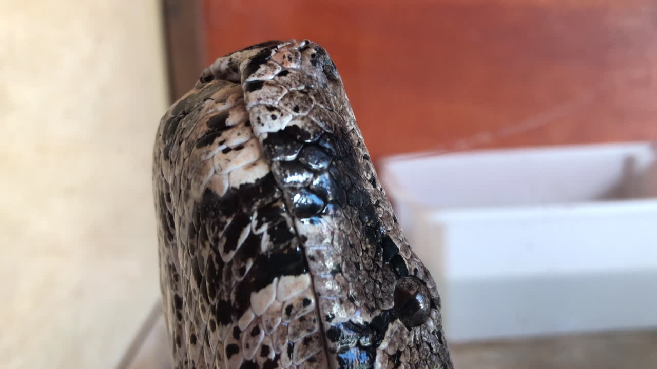 수족관 내부의 파이썬 피톤 레티큘라다(pyton piton reticulada) 얼굴