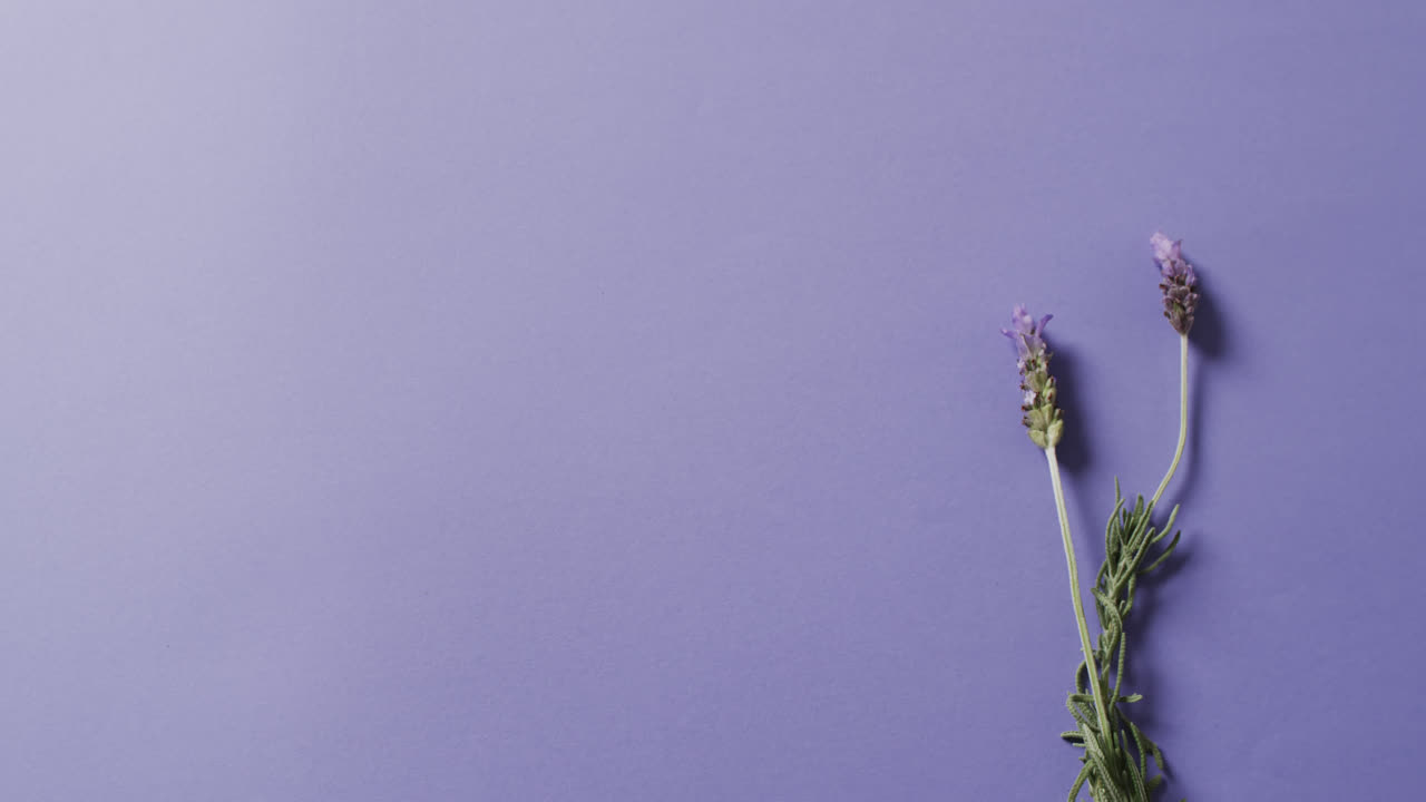 Video di fiori e foglie di lavanda con spazio per il testo su sfondo viola