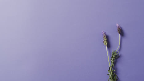 video of lavender flowers and leaves with copy space on purple background