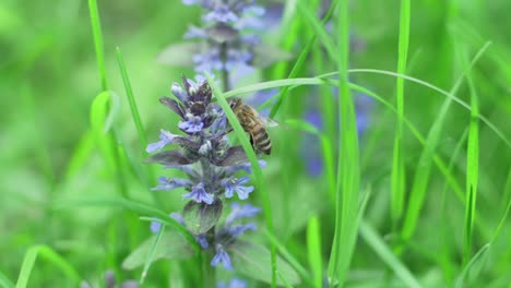 bee collects nectar from purple flowers of creeping bugle in garden, slow motion