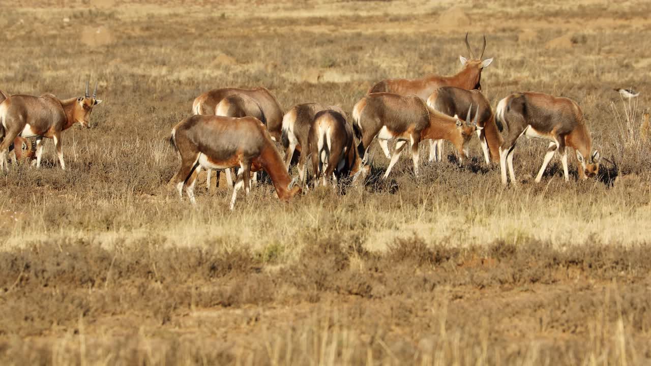 una manada de antílopes blesbok pastando en las praderas de sudáfrica