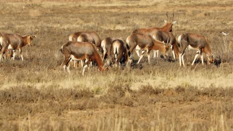 herd of blesbok antelopes grazing in grassland, south africa