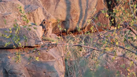 lone african leopard cub sits on sunny morning boulders near den