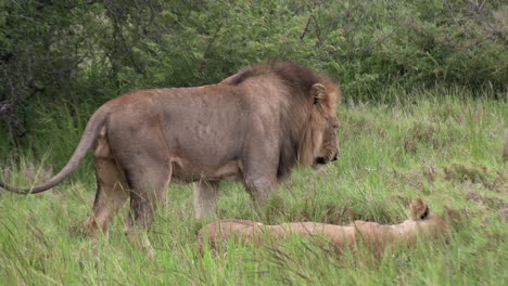 Lions-showing-aggressive-behavior-while-courting