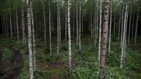 Aerial-following-shot-of-Scandinavian-finnish-forest,-shot-with-DJI-Air-2s