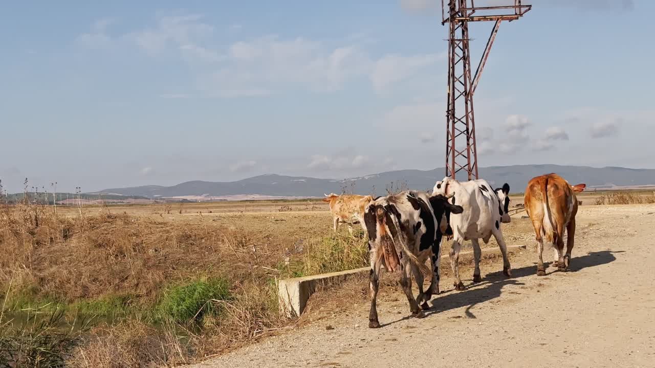 소, 송아지, 양, 염소가 마을 에서 잔디를 고 먹이를 먹고 있습니다.