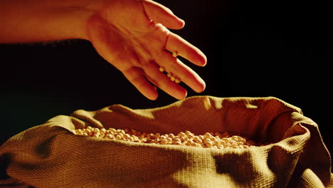 a hand interacts with chickpeas in a burlap sack