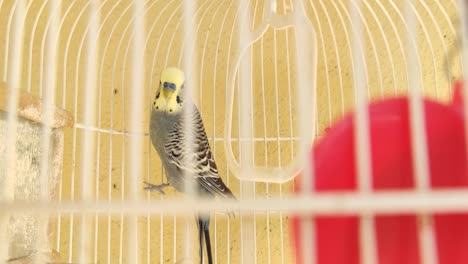 primer plano de un colorido pájaro canario trepando en su propia jaula durante el día soleado