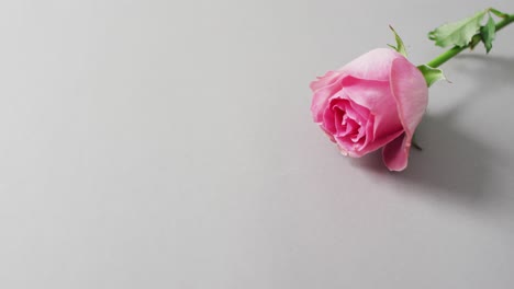 Pink-rose-lying-on-pink-background-at-valentine's-day