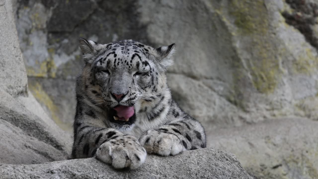 retrato de un leopardo de nieve cansado y salvaje bostezando y descansando en una montaña rocosa en el zoológico, de cerca
