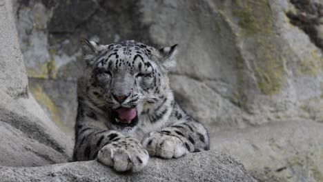 portrait shot of wild tired snow leopard yawning and resting on rocky mountain in zoo,close up