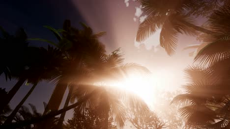 sunset beams through palm trees