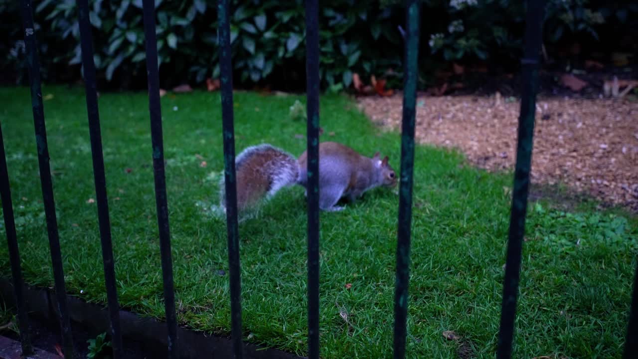 piccolo scoiattolo grigio carino che corre su un'erba verde dietro il recinto nero nel parco di londra
