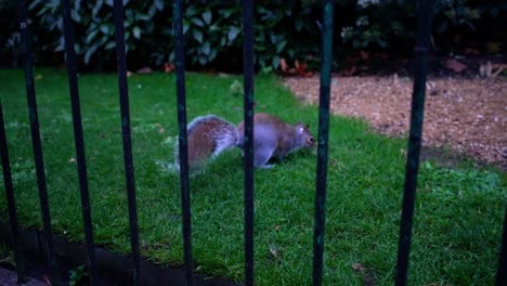 grey cute little squirrel running on a green grass behind the black fence in the park in london