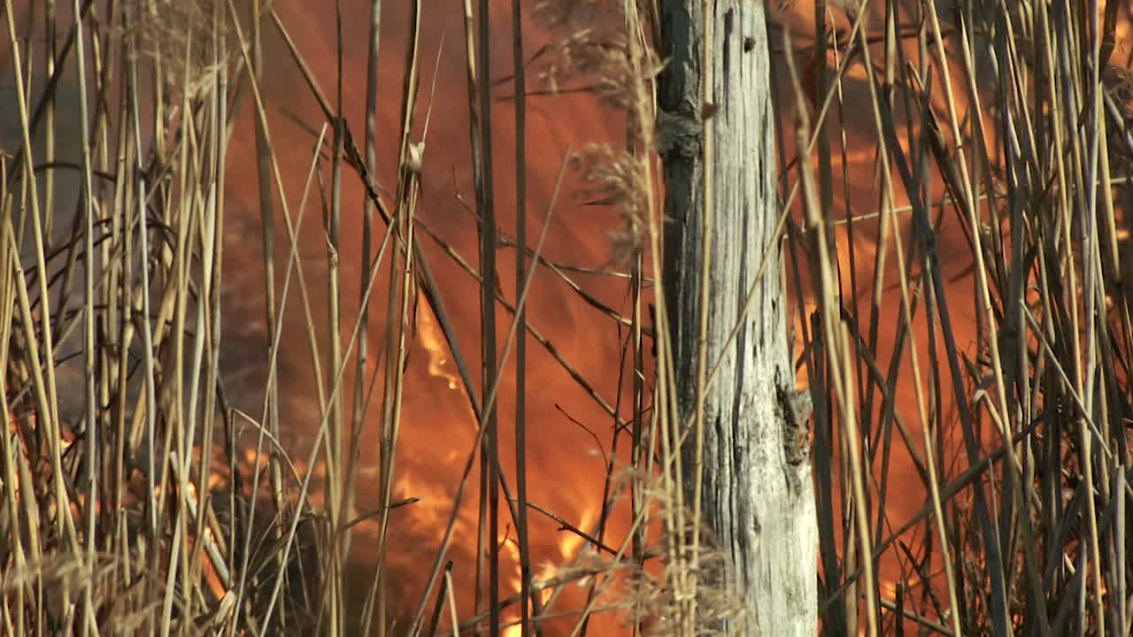 fuego sobre hierba seca, quema de hierba seca y juncos, llamas y cenizas