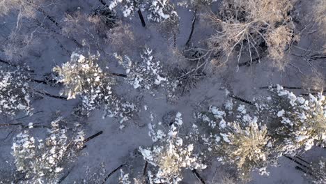 aerial: top shot of flying over tall trees illuminated by golden hour light in cold winter