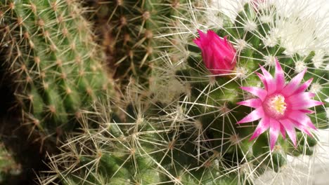 apertura de lapso de tiempo de cabeza de flor colorida de cactus, base verde, 4k