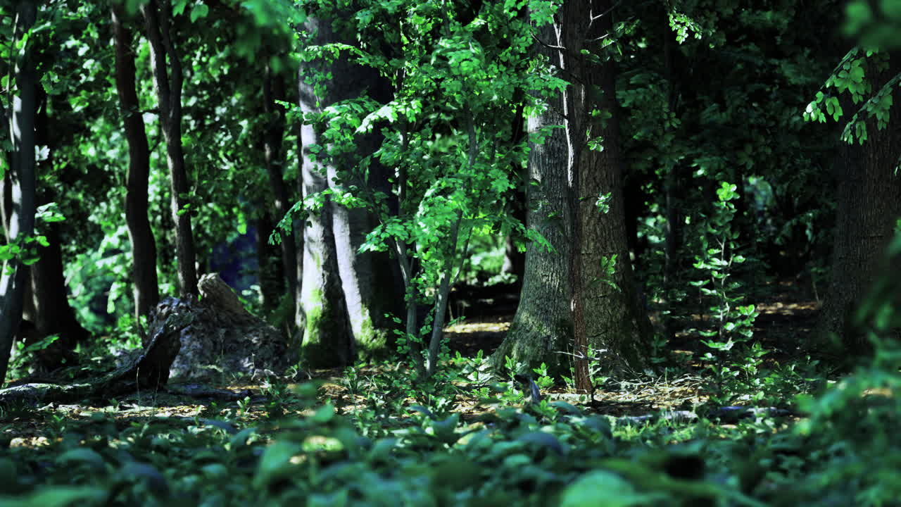 Lush green forest with sunlight filtering through leaves at midday