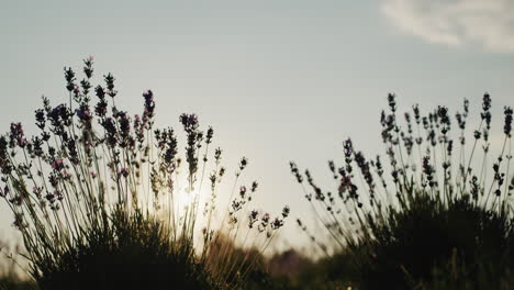 the sun shines through the lavender bush. the beauty of summer