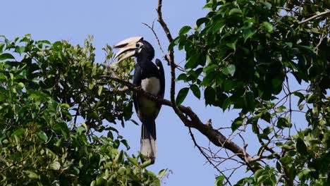 sunda pied hornbill, anthracoceros albirostris, perched within a tree opening its mouth as it looks to its right side