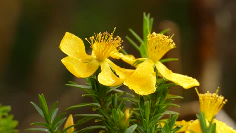 beautiful yellow allamanda amarillo flower in a costa rican forest