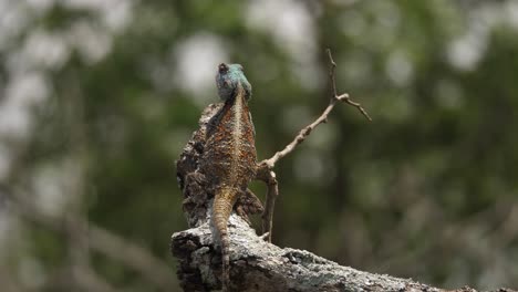 blue headed agama lizard shows ridge back, sitting on sunny branch