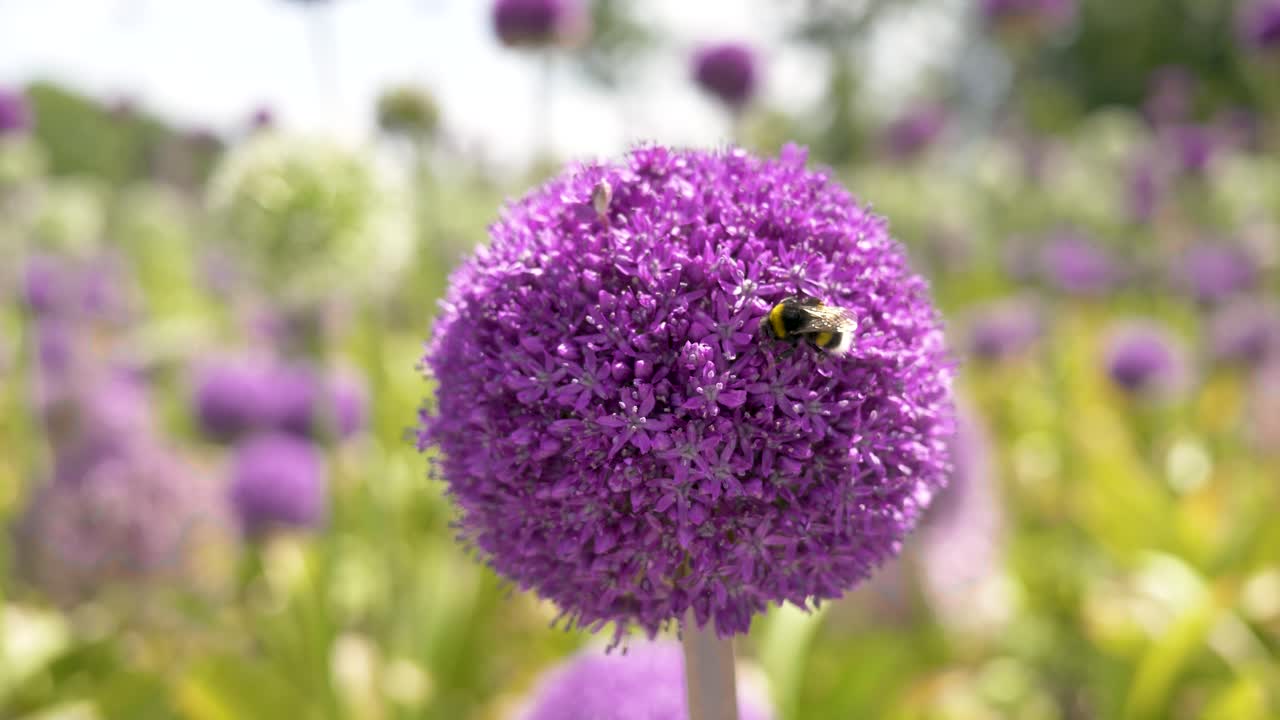primer plano con un fondo borroso de una abeja recogiendo néctar de flores de allium púrpura en un día soleado