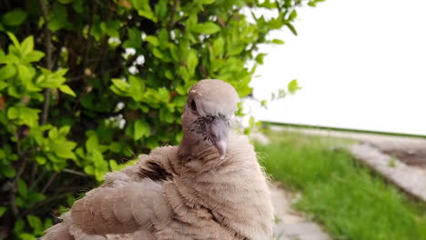 Ein-Junger-Taubenvogel-Schaut-Sich-Um-Und-Juckt-Seine-Federn