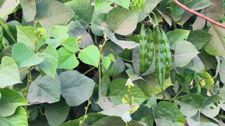 Closeup shot of green hyacinth bean pods hanging among dense heart shaped leaves and white flowers, showing healthy legume growth in cultivated agricultural field