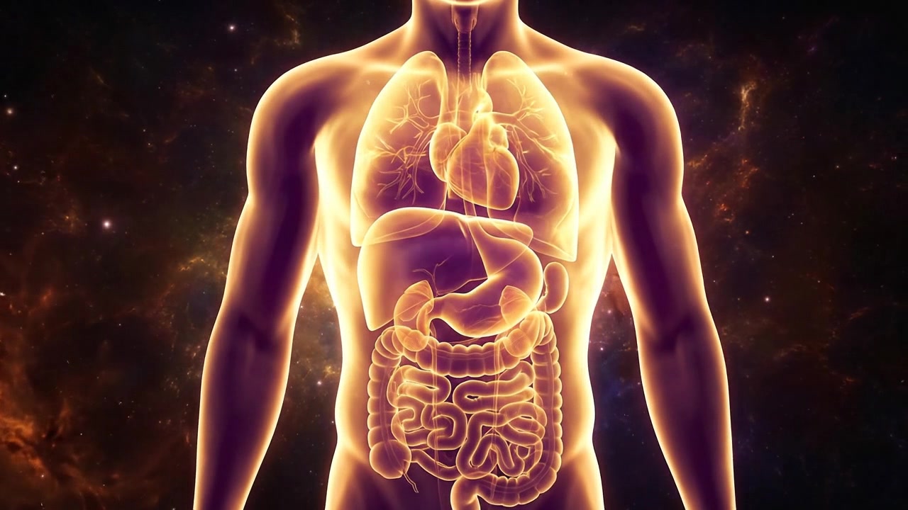 Glowing digital medical scan of the human torso anatomy