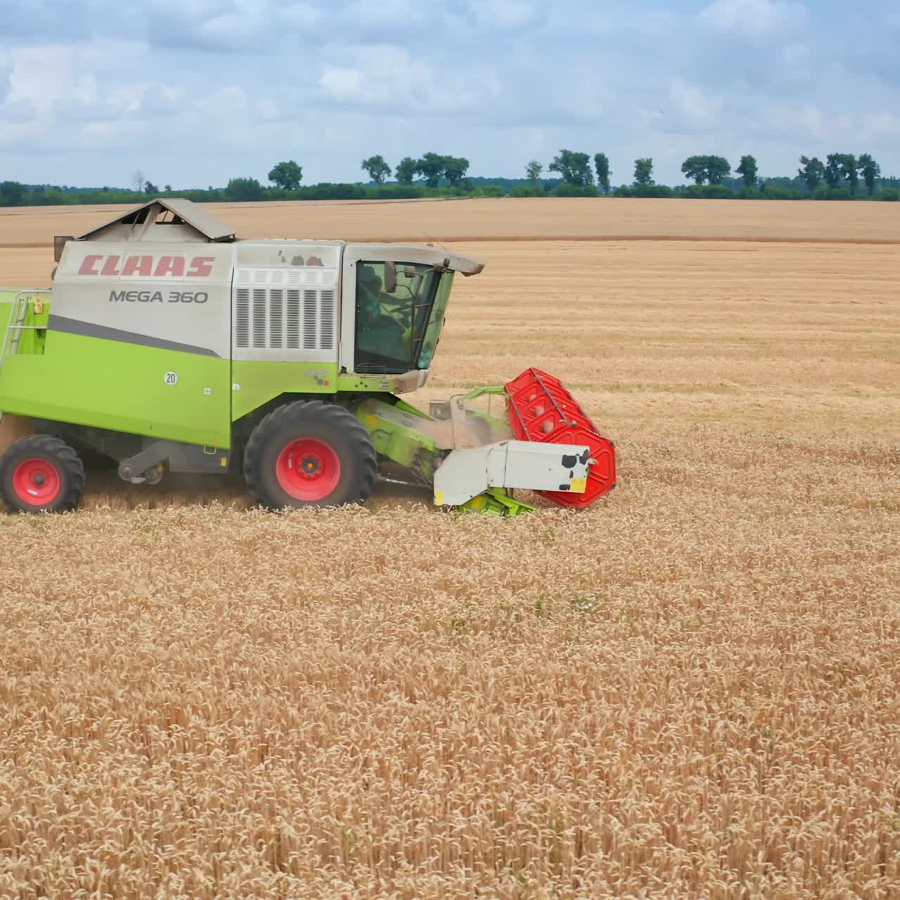 Machinery harvesting on the field. Agricultural big combine gathering yellow plants
