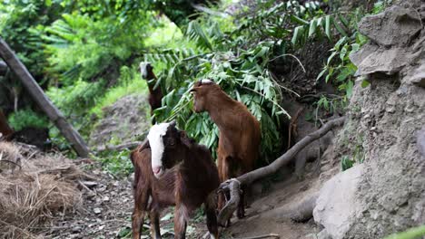 himalayan goats are tied in a house in mountainous areas