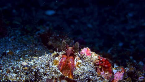 lisa's mantis shrimp spearing mantis shrimp lysiosquillina lembeh 4k 25fps